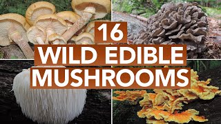 16 Wild Edible Mushrooms You Can Forage This Autumn [upl. by Alliscirp]