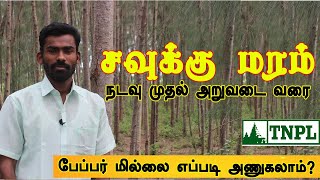 சவுக்கு மரம் நடவு முதல் அறுவடை வரை  What is the market price of Casuarina Tree  Savukku Maram [upl. by Meehahs575]