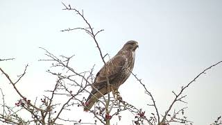 Common Buzzard Donna Nook Lincolnshire UK 261024 [upl. by Nonnaer]