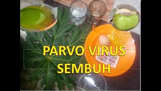 Ramuan penyembuh PARVO VIRUS pada anjing [upl. by Steen195]