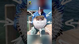 Pufferfish Puffing Up [upl. by Eibur40]