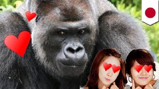 Japanese women swoon over handsome gorilla Shabani at the Higashiyama Zoo in Nagoya  TomoNews [upl. by Selrac]