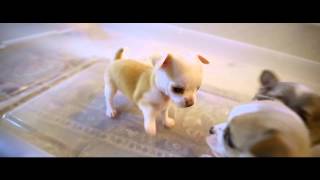 Chihuahua Puppies Brawl Play Fighting  biting each others tails [upl. by Tunnell753]