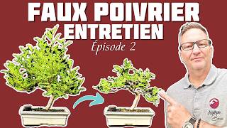 ENTRETIEN du Faux Poivrier du Japon Épisode 2 🌱 NEJIKAN BONSAI 🌱 [upl. by Aicitel]