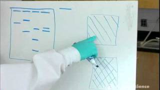 Electrophoresis How to Read Results [upl. by Eciryt]