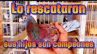 Palomas de carreras este macho es el mejor reproductor RESCATADO Palomar Los Mellis 2 [upl. by Renruojos]