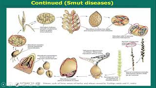 Ustilago Smut Fungi short description [upl. by Cox789]