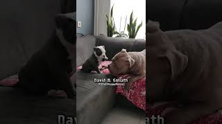 Tiny Puppy Challenges Giant Dog in EPIC Couch Battle shorts cutedogs dogsoftiktok [upl. by Sartin]