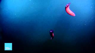 Creatures of the Deep  Sea Cucumber [upl. by Mollee]