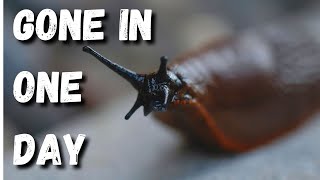 How I Got Rid of Slugs in 1 Day – 6 Organic Solutions for Every Garden [upl. by Reinhard]