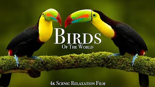 Birds Of The World 4K  Scenic Wildlife Film With Calming Music [upl. by Eittap]