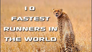 TOP 10 Fastest Animals in the world [upl. by Ahseiyt]