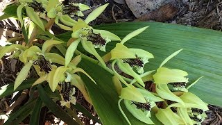 Coelogyne pandurata [upl. by Aicnilav]