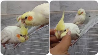 Chirpy Playtime 🥳🥰  Four Cockatiels Engage in Adorable Gamesbirds parrot pets cockatiel [upl. by Saile151]