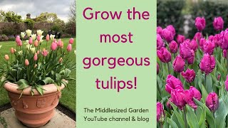 How to choose plant and grow tulips [upl. by Ahseyi823]