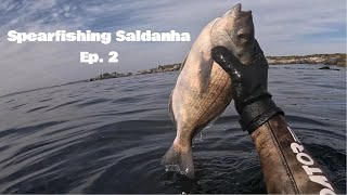 Spearfishing Saldanha  Episode 2 [upl. by Schapira]