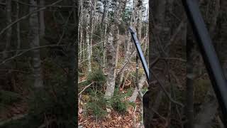 Maine Guide Shoots Big Maine Buck [upl. by Ahsenav]