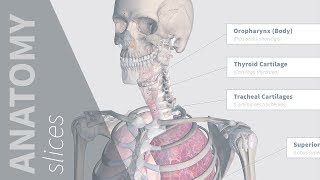 Points of Auscultation  Anatomy Slices [upl. by Eniawed537]