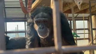 Friday Bliss at Chimpanzee Sanctuary Northwest [upl. by Renraw]