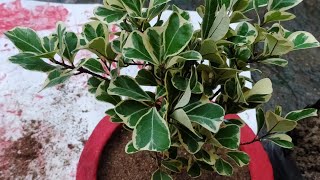 how to repot ficus triangularis ll ficus variegata ll [upl. by Cristobal]