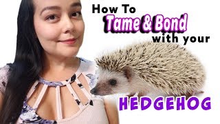 Hedgehog Behavior  Bonding with Your Pet [upl. by Haydon]