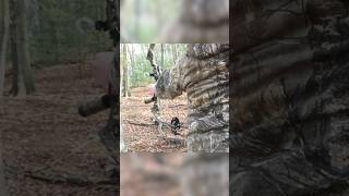 Buck at 15 YARDS Pennsylvania Whitetail deerhunting bowhunting [upl. by Llenrep129]