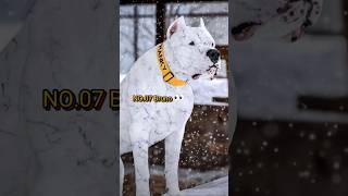 🐾Top 10 Most Unique Dog Namesdogname pitbull kangalshepherddog germanshepherd dogoargentino [upl. by Mellisent]