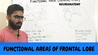 FUNCTIONAL AREAS OF FRONTAL LOBE  NEUROANATOMY OF CEREBRUM PART 4 [upl. by Cordova451]