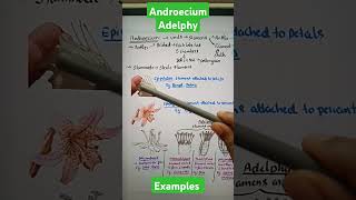 androecium morphologyoffloweringplants biologyneet2024neetbiology staminodencertncertbiology [upl. by Veneaux366]