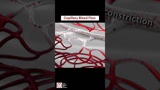 Capillary Blood Flow  Vasodilation and Vasoconstriction [upl. by Aivatra]