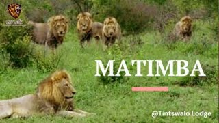 La Coalición MATIMBA Tributo  Matimba Coalition  Tribute nature animals viral lion [upl. by Wall]