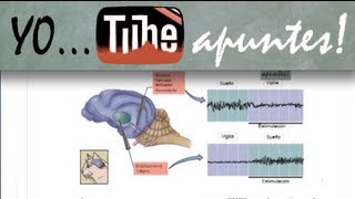 Fisiología del sistema nervioso Sueño EEG [upl. by Janeva842]