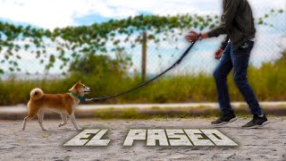 Cómo PASEAR a un PERRO  Método MartGon [upl. by Froehlich]