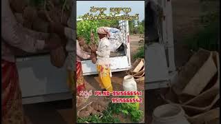 మాల్టా బత్తాయి లోడింగ్అనంతపూర్ 🌳 mosambi plants farming shorts shortsfeed agriculture [upl. by Iba727]