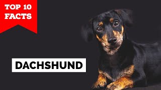 Dachshund  Top 10 Facts [upl. by Kannry]