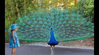 Peacock Dance  Rare Happening  Sri Lanka Peacock Dance infront of my house [upl. by Savadove631]