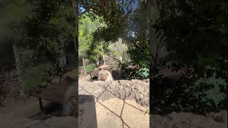 Curious coyote gets close to camera at Fort Worth Zoo in Texas [upl. by Alodi]