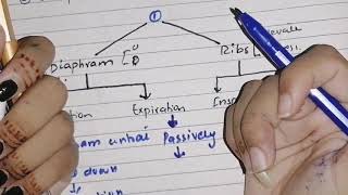 Mechanics of pulmonary ventilation muscles of respiration [upl. by Louth498]