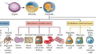 Fate of Germ layers  Gastrulation [upl. by Noirret]