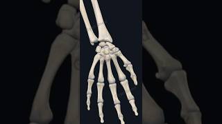 The Carpal Bones [upl. by Wachtel]