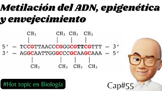 Metilación del ADN epigenética y envejecimiento Cap55 metilación [upl. by Mosa]