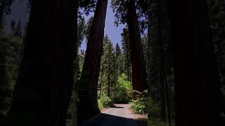 Towering Giants Redwood Trees Lining the Road🌲nature redwoodforestusanaturelovers natureshorts [upl. by Nnaeitak]