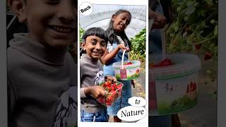 Woore Fruit Farm Strawberry Picking Part  1 [upl. by Correna252]