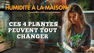 Humidité à la maison  Ces 4 Plantes Peuvent Tout Changer [upl. by Leith]