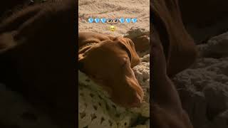 Tilly the dachshund puppy dachshund cute funny friendship sleep wienerdogs [upl. by Nordin983]