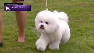 Bichons Frises  Breed Judging 2021 [upl. by Zirtaeb]