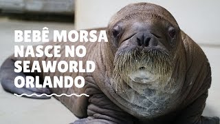 Bebê morsa nasce no SeaWorld Orlando [upl. by Suravaj]