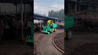 Automated Cow Farm in China Makes MILLIONS Growing Mushrooms 🍄💰 [upl. by Heimer139]