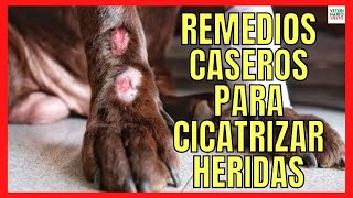 🐕 Cómo curar una herida abierta en un PERRO desde casa  Tips y remedios caseros 👩‍⚕️🐕 [upl. by Peppi]