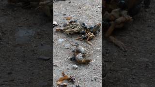 Blow Flies scatter from Crayfish remains [upl. by Inavihs414]